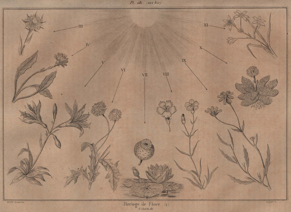 LINNAEUS' FLOWER CLOCK. Horloge de Flore I. Horologium Florae 1834 old print
